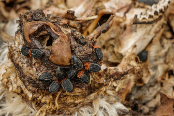 a carrion beetle feed on the bodies of dead and decaying animal