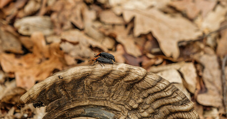 a carrion beetle feed on the bodies of dead and decaying animal