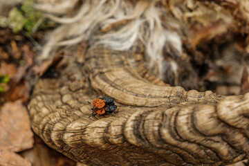 a carrion beetle feed on the bodies of dead and decaying animal