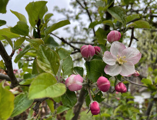 Blüten an einem Apfelbaum (Malus)