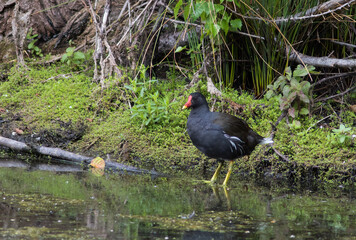 Common Moorhen (Gallinula chloropus)