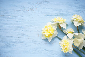 Daffodil flowers on blue wooden background with space for text. Top view.