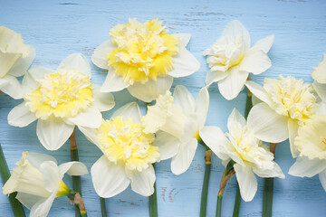 Daffodil flowers on blue wooden background, close-up. Top view.