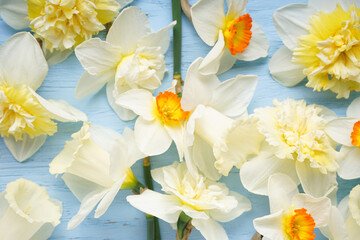 Yellow daffodil flowers on blue wooden background, close-up. Top view.
