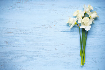 Daffodil flowers on blue wooden background with space for text. Top view.