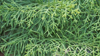 Closeup background image of Arizona cypress also known as Cupressus arizonica.