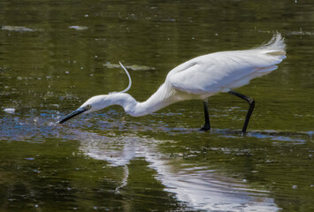 Little Egret (Egretta garzetta) Fishing