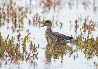 Female Eurasian Teal (Anas crecca)