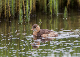 Little Grebe (Tachybaptus ruficollis)