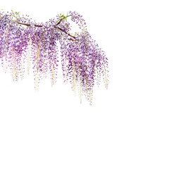 Wisteria flowers branch isolated on white, copy space, ideal for greeting cards and banner or label or wallpaper