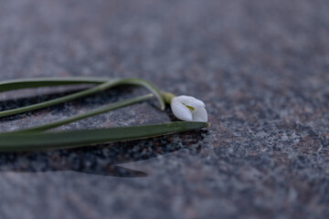 white snowdrop flower lieing on polished stone surface. Reflection in stone	