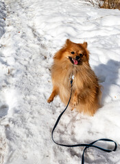 happy pomeranian  spitz on a walk in the winter on the snow jumping up