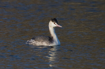 Juvenile Great-Crested Grebe (great crested grebe (Podiceps cristatus)) Swimming on a Lake.