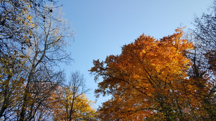 Münchner Herbstfarben