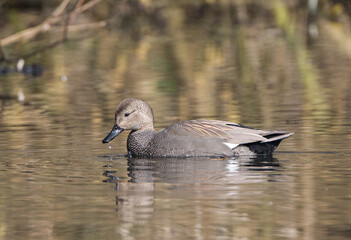 Male Gadwall Duck (Mareca strepera)