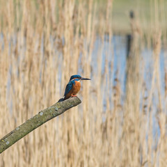 Common Kingfisher (Alcedo atthis) Perched in a Reedbed