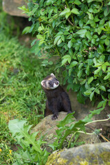 European polecat (Mustela putorius) Looking Inquisitive