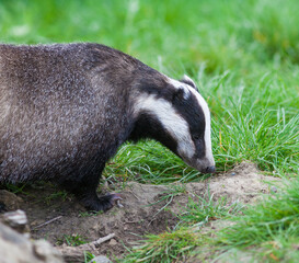 European Badger (meles meles) Foraging in a Woodland Close-up Profile
