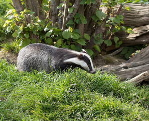 European Badger (meles meles) Foraging in a Woodland