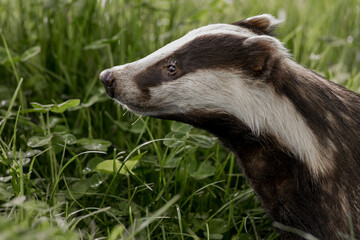 European Badger (meles meles) Portrait in Profile