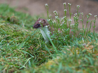 Stoat (Mustela erminea) Hiding in Grass