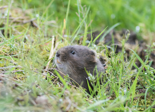 European water vole (Arvicola amphibius) Appearing from its Hole