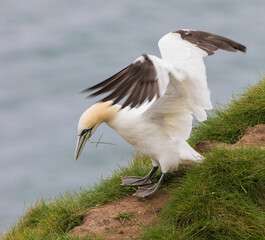 Northern Gannet (Morus bassanus) on a Cliff Edge Flapping Wings.