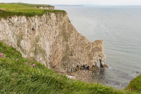 Bempton Cliffs in Yorkshire Covered in Nesting Birds