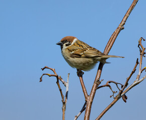 Tree Sparrow (Passer montanus) on a Twig