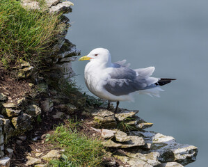 A Black-legged Kittiwake (Rissa tridactyla) Nesting on Steep Cliffs