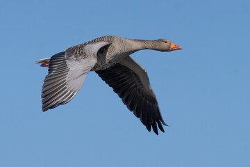 Greylag goose