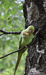 Gorgeous Green Parrot on a Birch Tree Branch