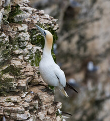 Gannet (morus bassanus) on a Cliff