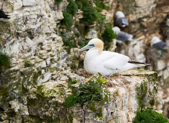 Gannet (morus bassanus) on a Nest