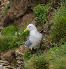 A Black-legged Kittiwake (Rissa tridactyla) Nesting on Steep Cliffs