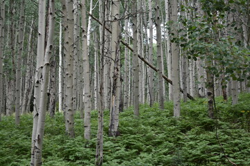 Obraz premium Aspen Forest