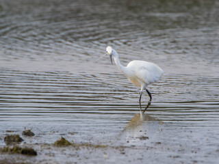 A  Little Egret (Egretta garzetta) Wading in Shallow Water Catching Fish