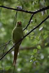Stunning Small Green Parrot on a Tree Branch