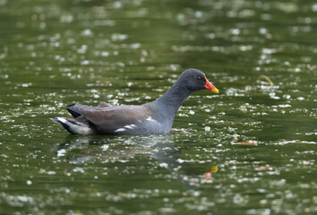 A Common Moorhen (Gallinula chloropus) on a Lake with Water appearing Green from Reflected Trees.