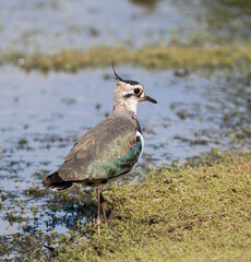 Northern :Lapwing (Vanellus vanellus) Showing off its Iridescent Plumage