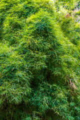 Close-up of clumps of prime bamboo forest in the park