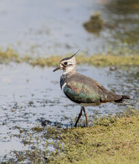 Northern :Lapwing (Vanellus vanellus) in Profile in Shallow Water
