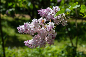 Obraz premium Blooming lilac branches in the park against the blue sky. Spring concept. Lilacs bloom beautifully in spring.