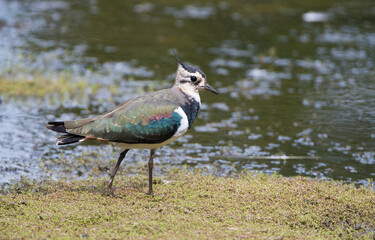 A Northern Lapwing (Vanellus vanellus) Wading in Shallow Water Looking for Food in a Bright Sunny Day.