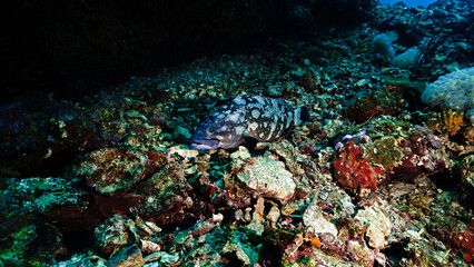 Fototapeta na wymiar Underwater photo of Grouper fish at the reef