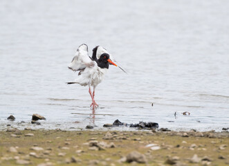 Eurasian oystercatcher (Haematopus ostralegus) Taking a Bath