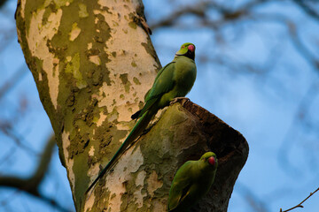 rose ringed parakeet 