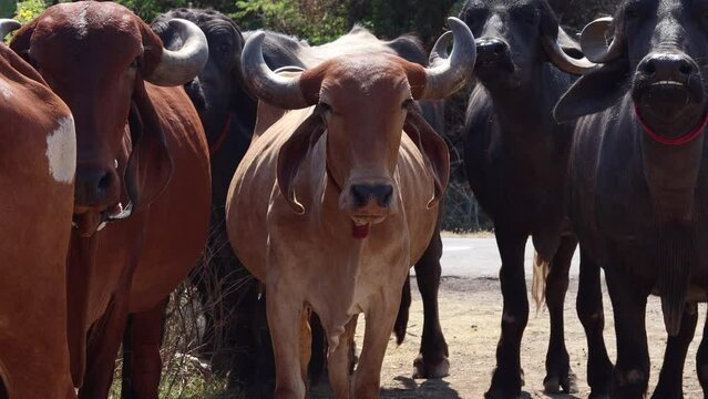 Cute Indian Gir cow with buffalo walking on country road outdoor in the nature. Dairy Cattle roaming around On Road. at Gir forest Gujarat India countryside. 