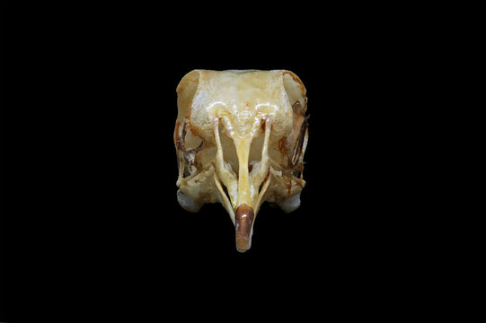 Closeup of the skull of a common dove (Columba livia) isolated in black. Front, side and top view of the cranium of a common pigeon with black background. Anatomy of an pigeon's beak, eye and jaw.