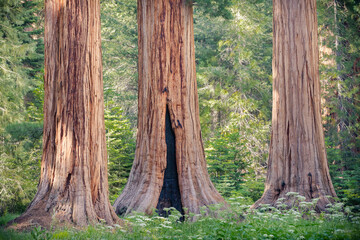 Giant ancient redwood tree forest at Sequoia National Park in California